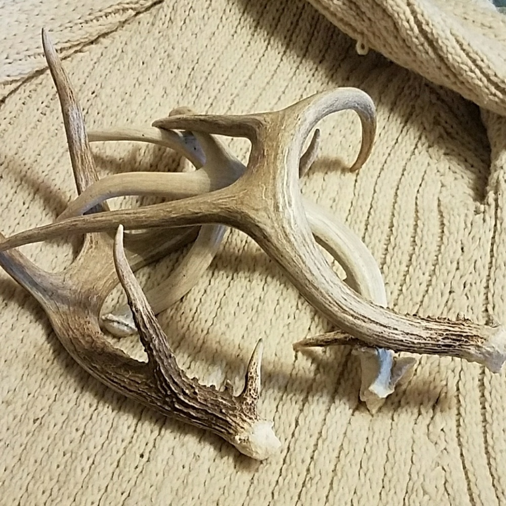 4 Whitetail sheds